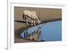 Oryx reflection in waterhole, Etosha National Park-Darrell Gulin-Framed Photographic Print