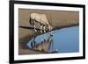 Oryx reflection in waterhole, Etosha National Park-Darrell Gulin-Framed Photographic Print