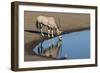 Oryx reflection in waterhole, Etosha National Park-Darrell Gulin-Framed Photographic Print