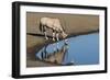 Oryx reflection in waterhole, Etosha National Park-Darrell Gulin-Framed Photographic Print