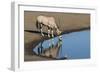 Oryx reflection in waterhole, Etosha National Park-Darrell Gulin-Framed Photographic Print