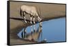 Oryx reflection in waterhole, Etosha National Park-Darrell Gulin-Framed Stretched Canvas