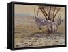 Oryx-Peter Blackwell-Framed Stretched Canvas