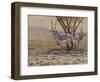 Oryx-Peter Blackwell-Framed Art Print