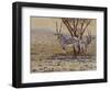 Oryx-Peter Blackwell-Framed Art Print