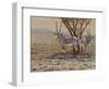 Oryx-Peter Blackwell-Framed Art Print