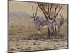 Oryx-Peter Blackwell-Mounted Art Print