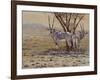 Oryx-Peter Blackwell-Framed Art Print