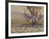 Oryx-Peter Blackwell-Framed Art Print