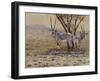 Oryx-Peter Blackwell-Framed Art Print