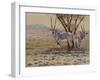 Oryx-Peter Blackwell-Framed Art Print