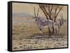 Oryx-Peter Blackwell-Framed Stretched Canvas