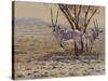 Oryx-Peter Blackwell-Stretched Canvas