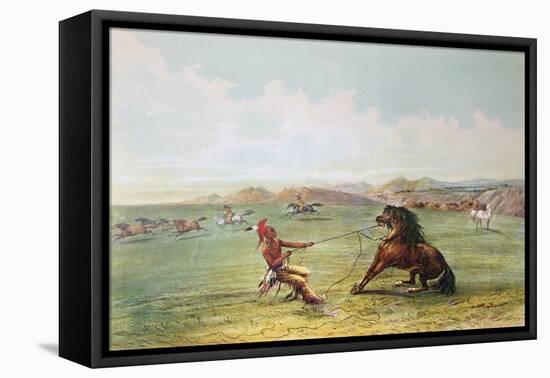 Osage Hunters Catching Wild Horses-George Catlin-Framed Stretched Canvas