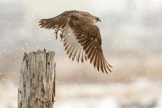 Flight Against the Snowstorm-Osamu Asami-Framed Stretched Canvas