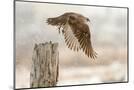 Wood Mount