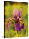 Warm Iris-Osaria Copperstone-Stretched Canvas