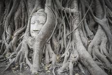 Buddha Statue Head Covered by Tree Roots at Wat Phra Mahathat Temple, Ayutthaya Province, Thailand-Oscar Dominguez-Photographic Print