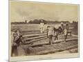 Wood Mount