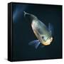 Oscar Velvet Cichlid Captive, from South America-Jane Burton-Framed Stretched Canvas