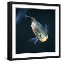 Oscar Velvet Cichlid Captive, from South America-Jane Burton-Framed Premium Photographic Print