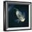 Oscar Velvet Cichlid Captive, from South America-Jane Burton-Framed Premium Photographic Print