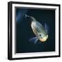 Oscar Velvet Cichlid Captive, from South America-Jane Burton-Framed Premium Photographic Print