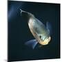 Oscar Velvet Cichlid Captive, from South America-Jane Burton-Mounted Premium Photographic Print