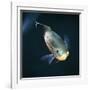 Oscar Velvet Cichlid Captive, from South America-Jane Burton-Framed Photographic Print