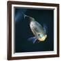 Oscar Velvet Cichlid Captive, from South America-Jane Burton-Framed Photographic Print