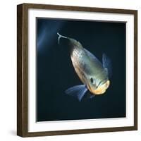 Oscar Velvet Cichlid Captive, from South America-Jane Burton-Framed Photographic Print