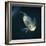 Oscar Velvet Cichlid Captive, from South America-Jane Burton-Framed Photographic Print