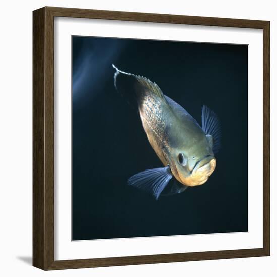 Oscar Velvet Cichlid Captive, from South America-Jane Burton-Framed Photographic Print