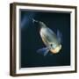 Oscar Velvet Cichlid Captive, from South America-Jane Burton-Framed Photographic Print