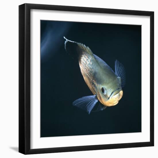 Oscar Velvet Cichlid Captive, from South America-Jane Burton-Framed Photographic Print