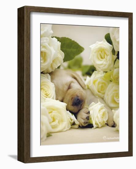 Oscar-Rachael Hale-Framed Art Print