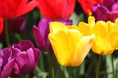 Tulips-oscarcwilliams-Photographic Print