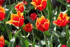 Amsterdam Tulips.-oscarcwilliams-Mounted Photographic Print