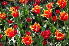 Tulips-oscarcwilliams-Stretched Canvas