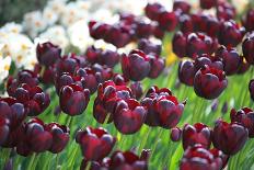 Amsterdam Tulips.-oscarcwilliams-Framed Photographic Print