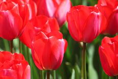 Tulips-oscarcwilliams-Photographic Print