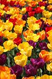 Tulips-oscarcwilliams-Photographic Print