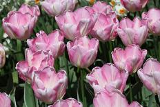 Amsterdam Tulips.-oscarcwilliams-Mounted Photographic Print