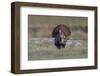 Osceola turkey, near Stick Marsh, Florida-Adam Jones-Framed Photographic Print