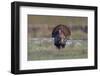 Osceola turkey, near Stick Marsh, Florida-Adam Jones-Framed Photographic Print