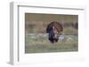 Osceola turkey, near Stick Marsh, Florida-Adam Jones-Framed Photographic Print