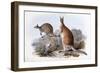 Osphranter Antilopinus-Henry Constantine Richter-Framed Giclee Print