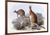 Osphranter Antilopinus-Henry Constantine Richter-Framed Giclee Print