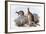 Osphranter Antilopinus-Henry Constantine Richter-Framed Giclee Print