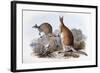 Osphranter Antilopinus-Henry Constantine Richter-Framed Giclee Print